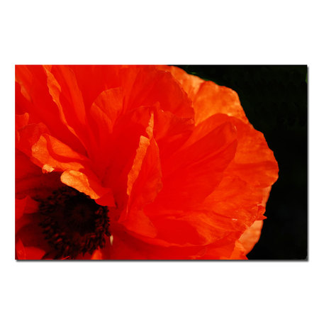 Poppy On Black By Kurt Shaffer- 16x24 Canvas Ready To Hang!,16x24